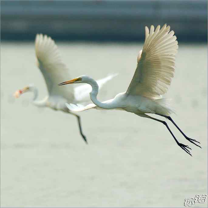 白鹭捕红鱼 白鹭捕红鱼