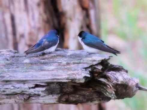 十大鸟类建筑师之一（家燕、金丝燕）
