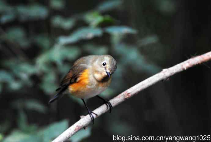 雌性红胁蓝尾鸲（45）