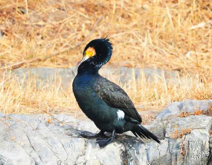 自我陶醉的鸬鹚 自我陶醉的鸬鹚