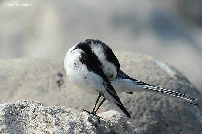 鸟为悦己者容(白鹡鸰梳洗版)