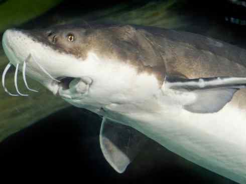 鱼类活化石：中华鲟
