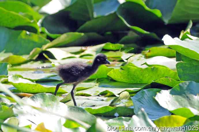 白胸苦恶鸟宝宝出窝了(3) 白胸苦恶鸟宝宝出窝了(3)
