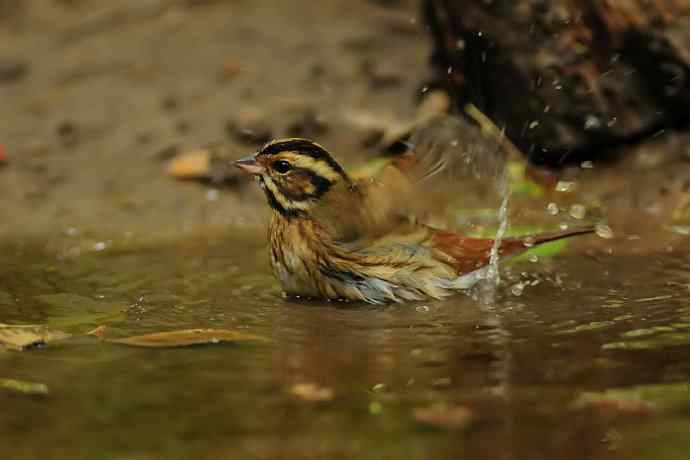 金汤沐浴.天坛白眉鹀