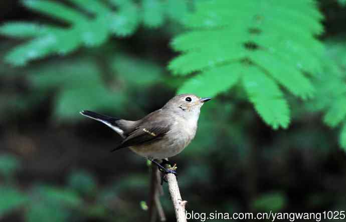 与您交流、沟通的红喉姬鹟 与您交流、沟通的红喉姬鹟