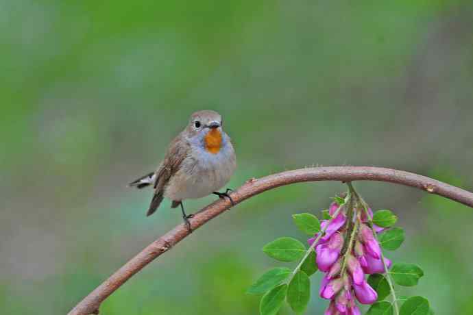 雄性红喉姬鹟(12) 雄性红喉姬鹟(12)