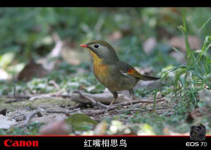 寻找红嘴相思鸟 寻找红嘴相思鸟