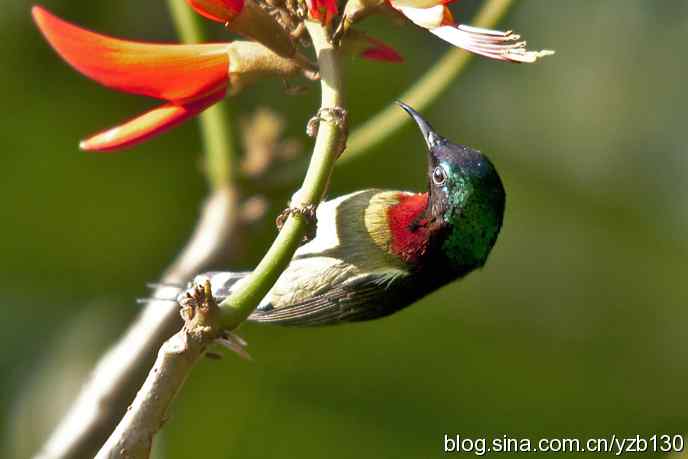 2011年的开门红(组图) 2011年的开门红(组图)