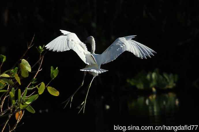 美国鸟类摄影——白色的小蓝鹭 (3)
