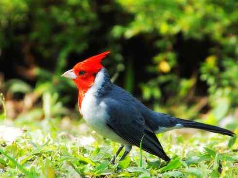 美丽无罪：雀鸟之彩鹀