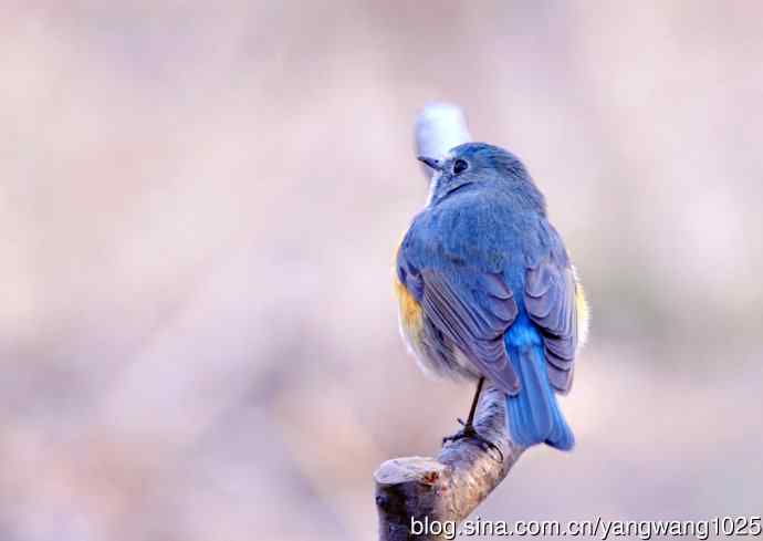 雄性红胁蓝尾鸲（4）