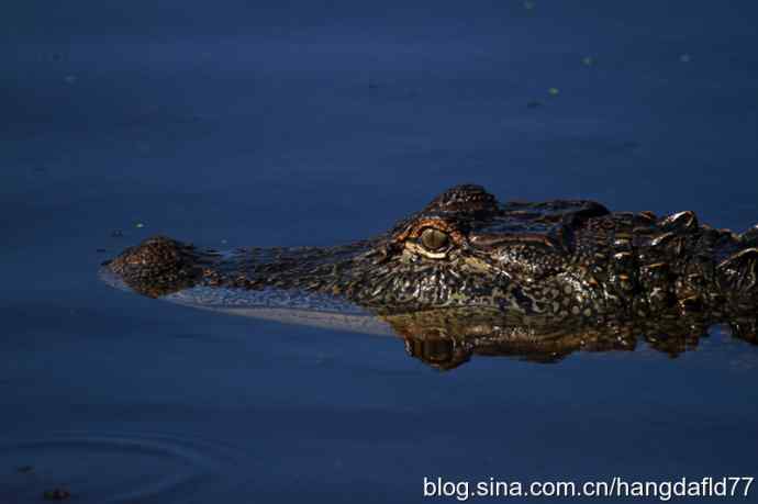 美国短吻鳄 美国短吻鳄