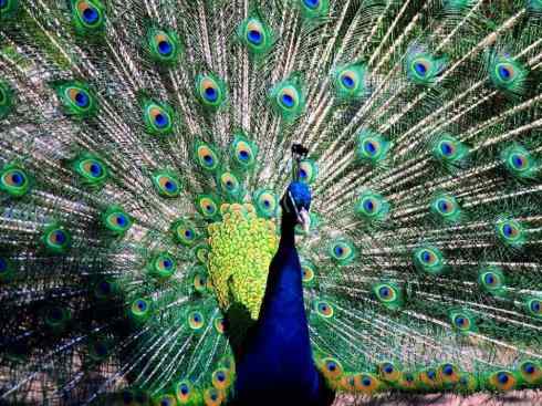 凤凰：传说中的鸟原型探秘（孔雀）