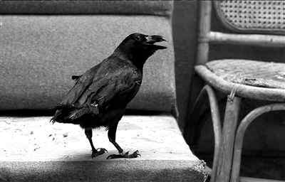 《赤壁》乌鸦学狗叫