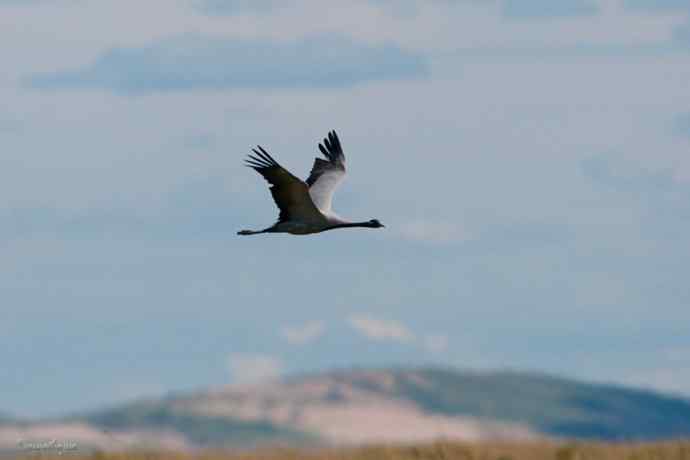 鹤舞秋风劲 蓝天浮云长