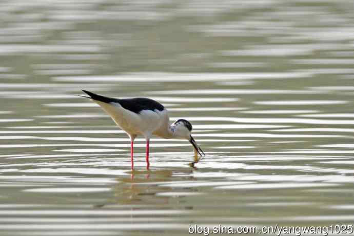 黑翅长脚鹬（6）