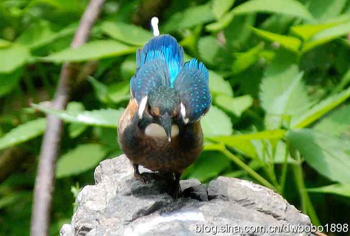 小小翠儿沐浴着父爱快乐成长--献给父亲节