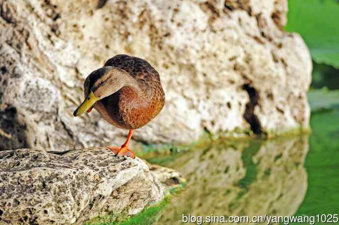 随拍野鸭 随拍野鸭