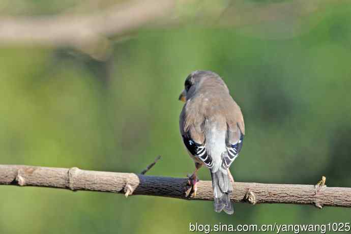 雌性黑尾蜡嘴雀（2）