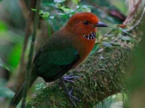 绝色攀禽：佛法僧目之地鴗