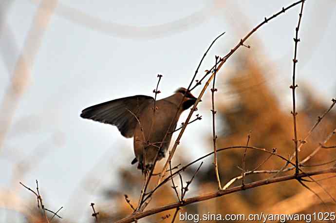 大观园飞来太平鸟