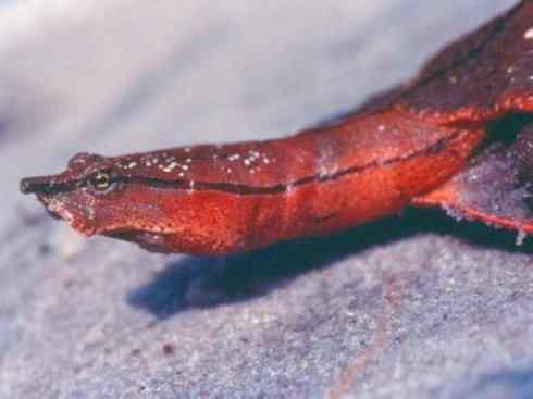 玄武:传说的兽原型探秘(鳖) 玄武:传说的兽原型探秘(鳖)