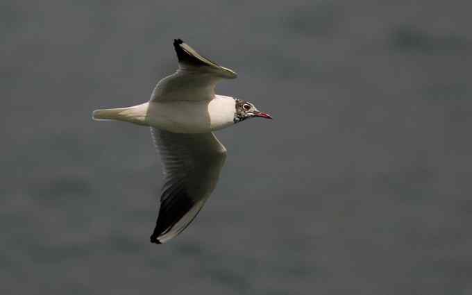 三家店水库今天突现大批迁徙海鸥（组图）