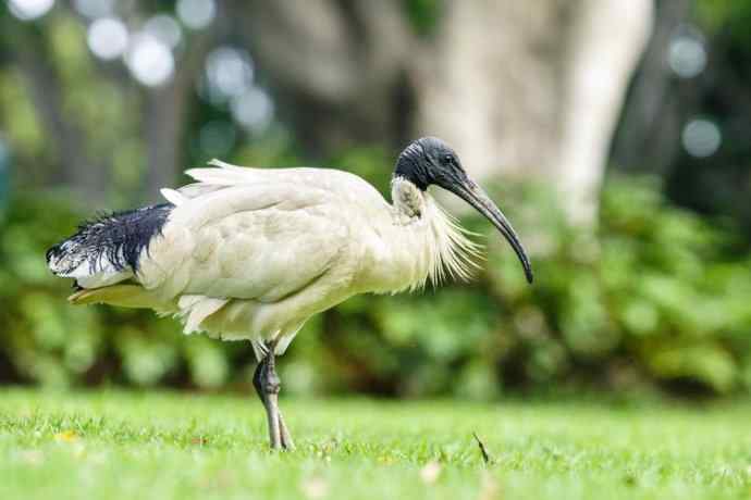 澳洲拍鸟鈥斺敳四癜q