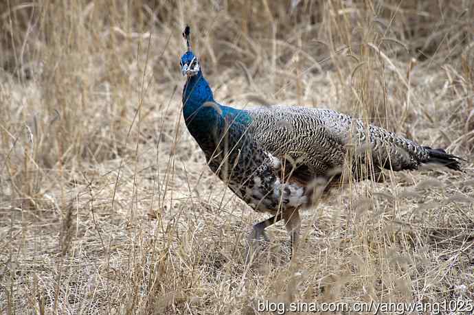 您见过秃尾巴孔雀开屏吗？（趣闻）