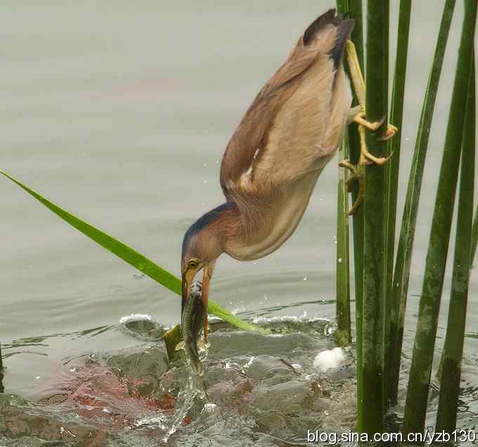 铁证！——实拍黄大脚作案全过程（组图，15张图片）