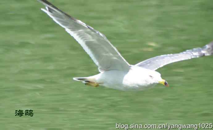 飞（海鸥） wbr1