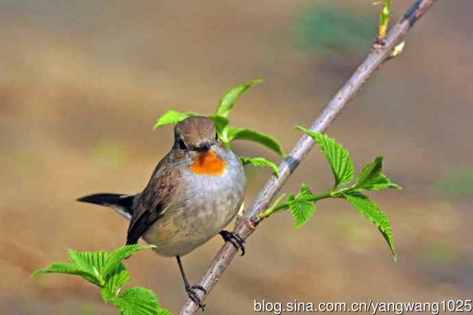 雄性红喉姬鹟（14）