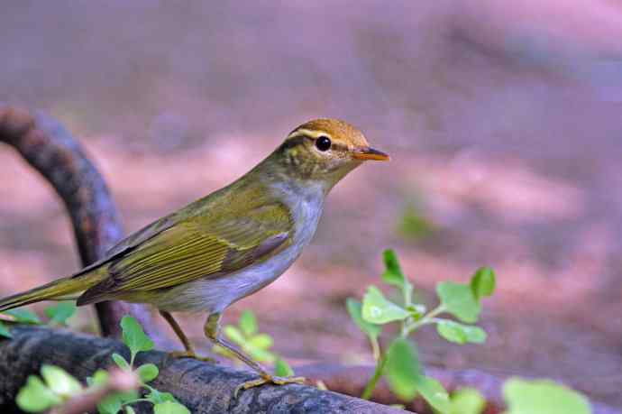 冕柳莺（记录版）