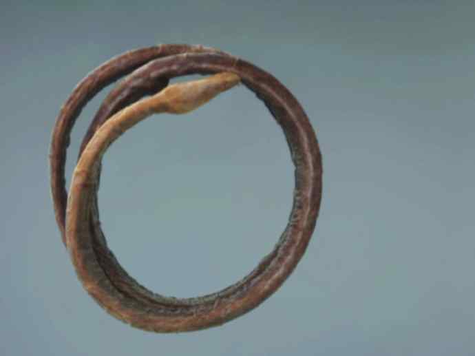 鱼类活化石:盲鳗 鱼类活化石:盲鳗