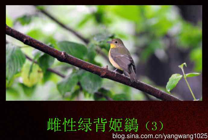 雌性绿背姬鶲（3）