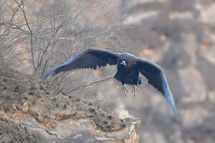 峡谷中拍摄瞬间起飞的秃鹫