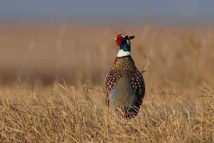 晨光里的环颈雉☆