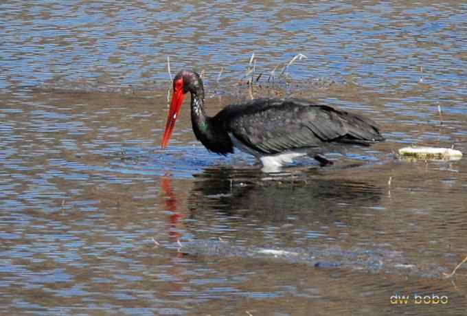 十渡观赏黑鹳捕鱼
