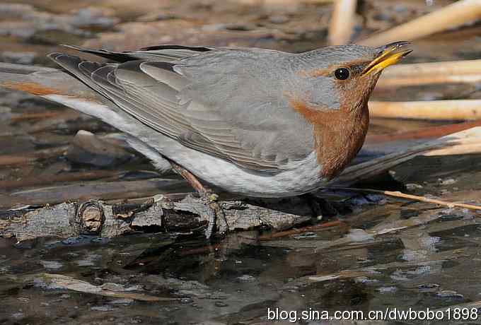 赤颈鸫和珠颈斑鸠