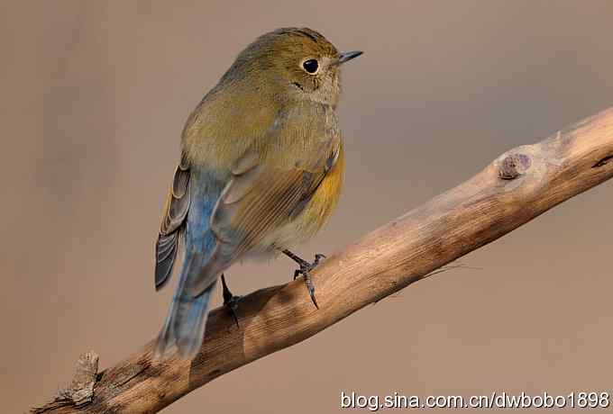 这个红红很有趣儿