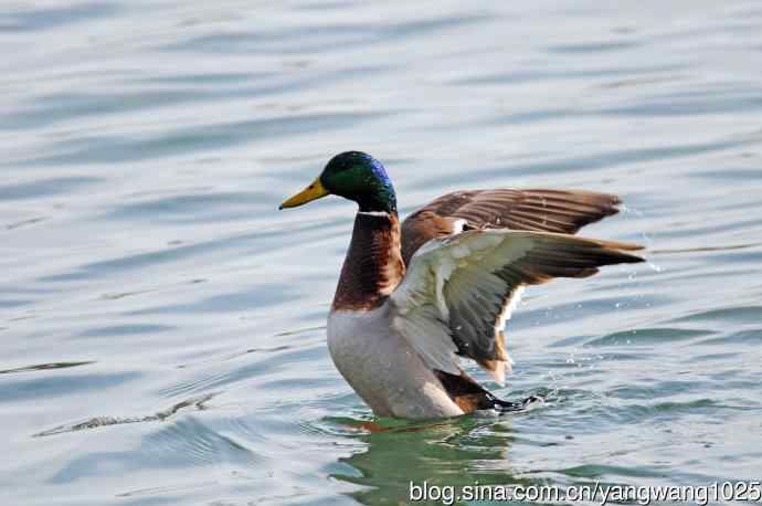 绿头鸭（2）