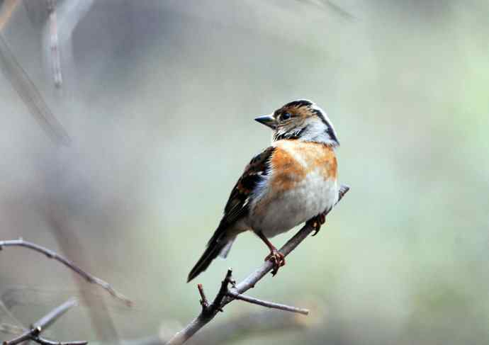 燕雀(抓拍)7 燕雀(抓拍)7