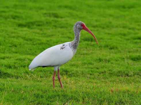 极品红色鸟类：美洲红鹮