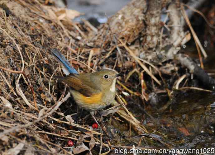 雌性红胁蓝尾鸲（32）