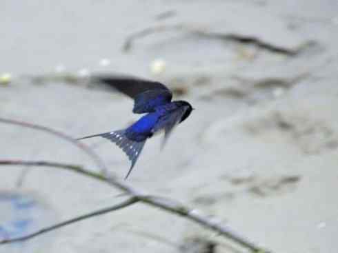 鸟类之最：尖尾雨燕