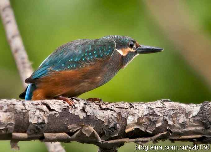 小翠吃蛙（组图，8张图片）