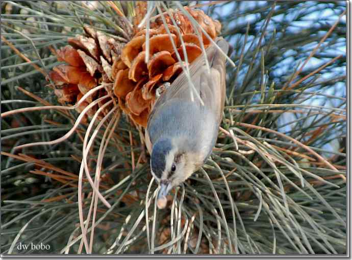 中国特有鸟种-黄腹山雀、黑头鳾