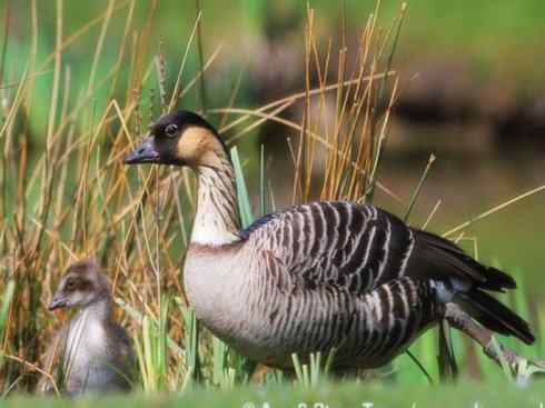 雁鸭之最之九（夏威夷雁、湍鸭、鹊雁）
