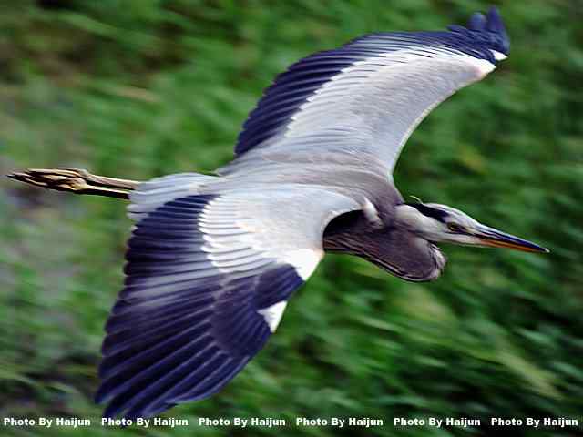 苍鹭飞行版 wbr爆框很愉快