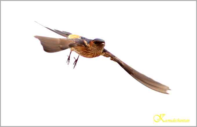 鈥溋菲胶饽锯澋慕鹧唷菊掌